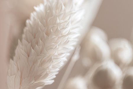 Beautiful romantic lovely wedding dried flowers buds with neutral beige blur background macroの写真素材