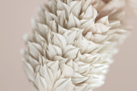 Beautiful romantic lovely wedding dried tropical flower bud with neutral beige blur background macro