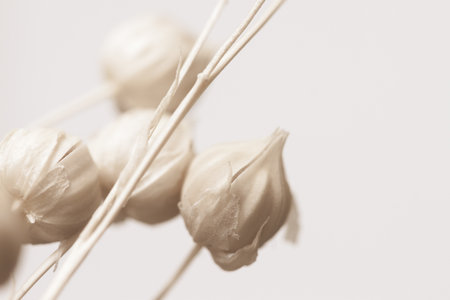 Beautiful romantic lovely wedding white flowers bud and branches with neutral beige background in retro vintage style macroの写真素材