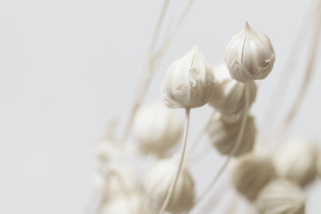 Beige neutral color romantic lovely dried flowers with blur light gray background macroの写真素材