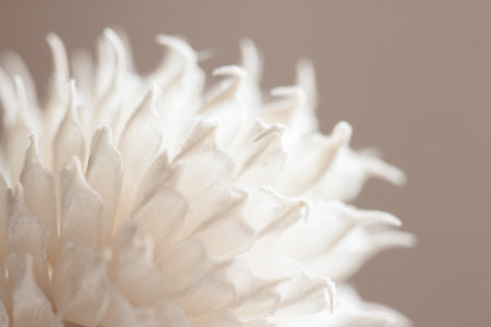 Beautiful romantic lovely wedding dried flower bud with neutral beige blur background macroの写真素材