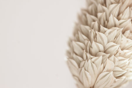 Beautiful romantic lovely wedding dried tropical flower bud with neutral beige background and place for text macroの写真素材