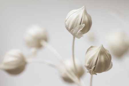 Beige neutral color beautiful dried flowers buds with blur light background macroの写真素材