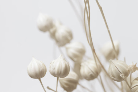 Beautiful beige neutral colors dried romantic lovely flowers wallpaper with light gray clean background macroの写真素材