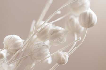 Beautiful romantic lovely wedding dried flowers with neutral beige blur background macroの写真素材