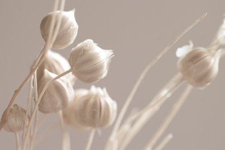 Beautiful romantic lovely wedding dried white flower buds with neutral beige clean background macroの写真素材