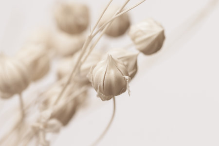 Beautiful romantic lovely wedding white flowers buds with neutral beige background in retro vintage style macroの写真素材