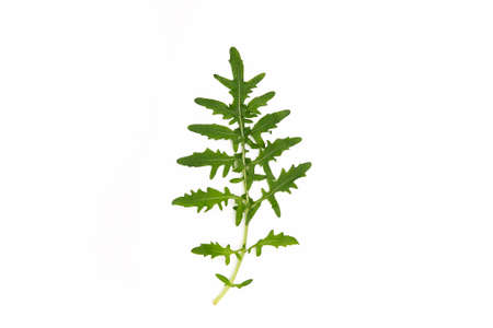 Fresh arugula leaf on white backgroundの写真素材