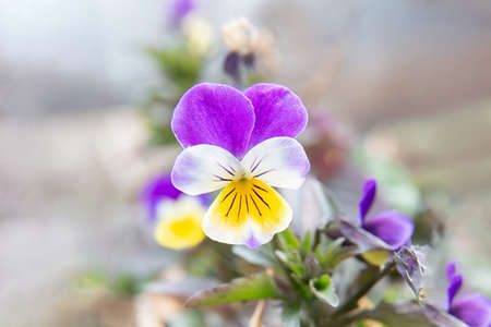 Macro photo pink violet viola flower. Stock photo nature plant viola flowerの写真素材