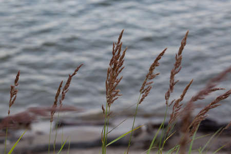 Dry reed on the lake, reed layer, reed seeds. Golden reed grass in the fall in the sun. Abstract natural herbal background. Beautiful pattern with neutral colors. Minimal, stylish, trend concept.の写真素材