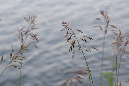 Dry reed on the lake, reed layer, reed seeds. Golden reed grass in the fall in the sun. Abstract natural herbal background. Beautiful pattern with neutral colors. Minimal, stylish, trend concept.の写真素材