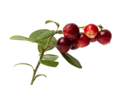 Red cranberry berry with green leaves in a transparent bowl isolated on a white background.の写真素材