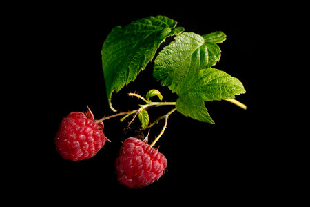 Red ripe raspberries isolated on black background close up. Poster.