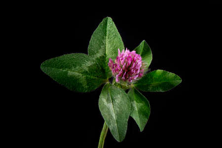 Pink clover flower with green leaves on a black background.の写真素材