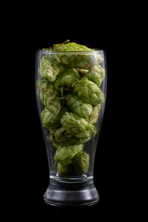 A beer glass full of hop cones on a black background .. The concept of making beer from hops.