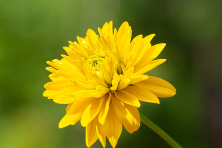 Pink rudbeckia or gerbera on a natural green background. The poster.