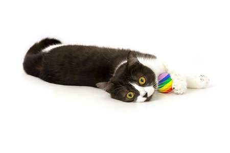 A beautiful black and white cat is lying on its side and a striped multicolored little ball is lying next to it.の写真素材
