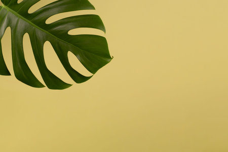 Leaf monsters from the tropical jungle on a yellow background. Space for text.の写真素材