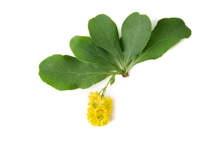 Flower of the barberry shrub plant on a white background.