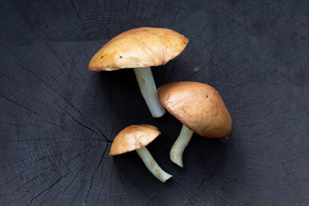 Butter mushrooms (Boletaceae) on a cut of a black tree. autumn harvest.