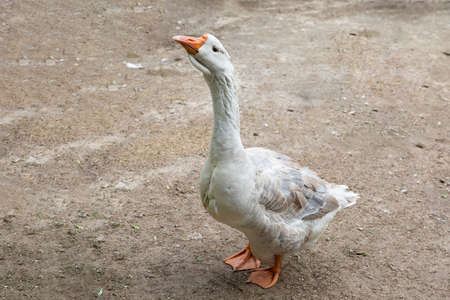 Cochin rooster or Vietnamese rooster on the grassの写真素材