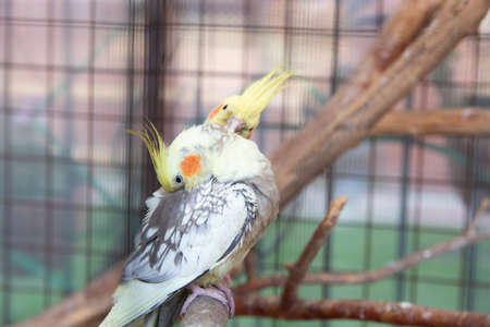 A pair of parrots colella female and male in a cageの写真素材
