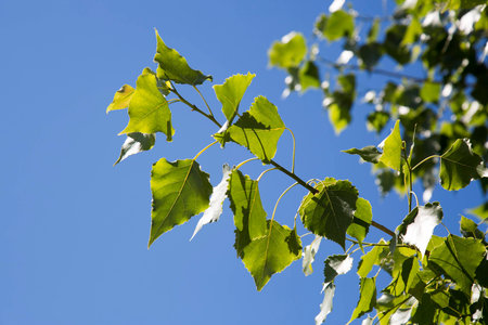 Branch of a poplar with green leaves on a clear blue sky background