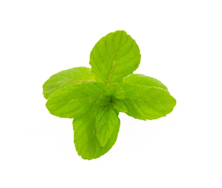 bush green fresh mint isolated on white backgroundの写真素材