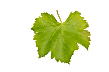 grape leaf isolated on white backgroundの写真素材
