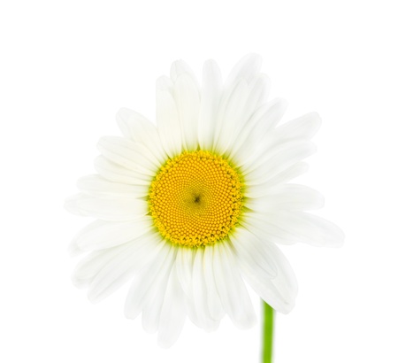 Single daisy flower isolated on white backgroundの写真素材