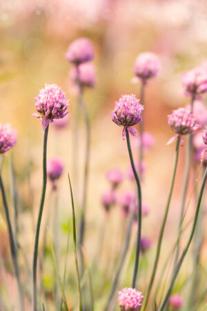 Spring flower chives on sunny day. Defocused background.の写真素材