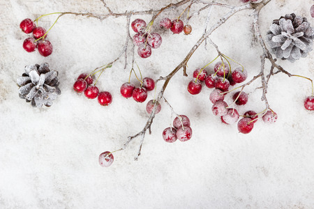 Christmas branch with berries on snow backgroundの写真素材