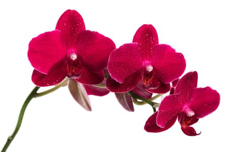 Orchid flower red color isolated on white backgroundの写真素材