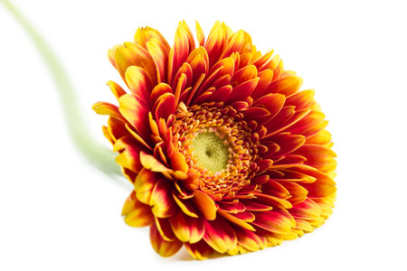 Orange flower gerbera isolated on white backgroundの写真素材