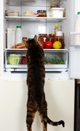 Domestic cat breed toyger looking for sausages in the refrigeratorの写真素材