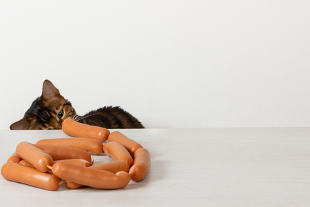 Hungry domestic cat being tempted by sausages on tableの写真素材