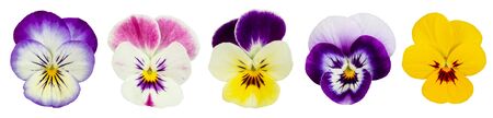 Set of pansies isolated on white background. Top view.の写真素材