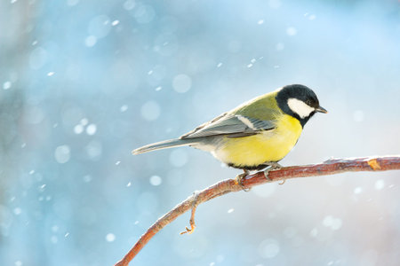 Great tit on a branch on a sunny winter snowy day.