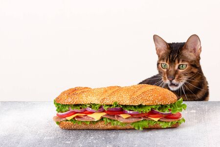 Cat looks at a huge sandwich with a bewildered and surprised look. The concept of improper feeding of pets. Gluttony. Binge eating. Fast food. Improper nutrition. Selective focus on the sandwich.の写真素材