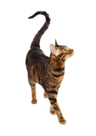 Adult toyger breed cat isolated on white background.の写真素材
