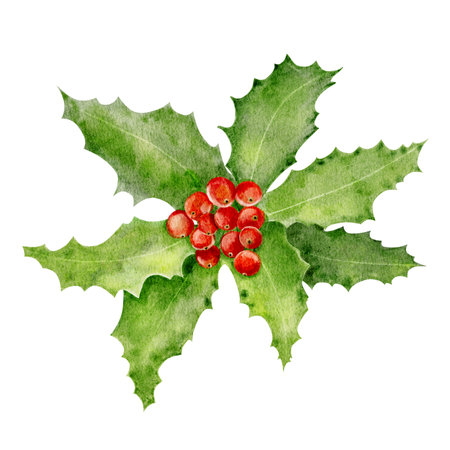 Watercolor Christmas holly with red berries isolated on white background. Hand drawn watercolor illustration.の写真素材