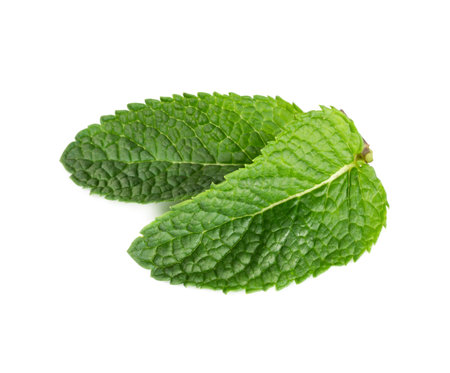 Two fresh mint leaves isolated on white background.