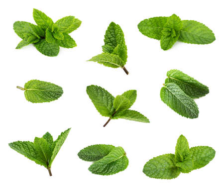 Set of fresh peppermint leaves isolated on white background.の写真素材