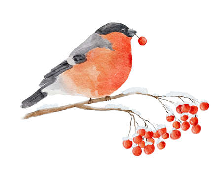 Watercolor bullfinch with berry in its beak sits on snow-covered branch of rowan isolated on white background. Hand drawn watercolor illustration.の写真素材