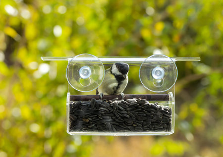 Tit eats from a window feeder with sunflower seeds for birds on a sunny autumn day.の写真素材
