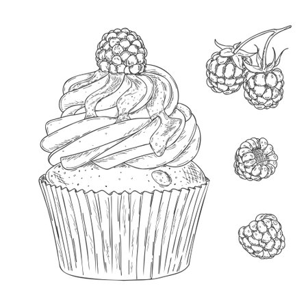 Hand drawn outline cupcake with fresh raspberry isolated on white background.のイラスト素材