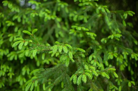 Conifer tree branches with young needlesの写真素材