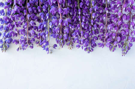 Lupins from above on a white concrete backgroundの写真素材