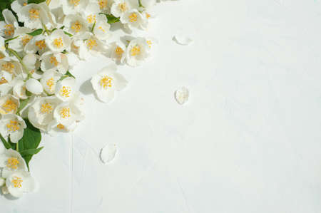 Composition of jasmine flowers on a light concrete background.の写真素材