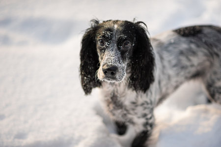 A cute dog spaniel sits in the snow. A look at the camera. Square photo.の写真素材